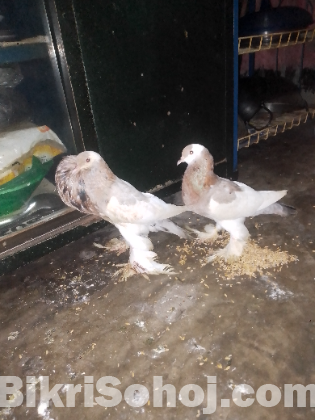 পোটার কবুতর বিক্রি হবে